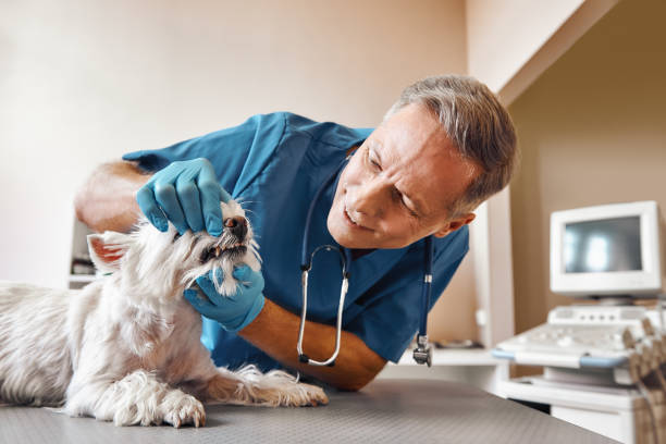 Best Emergency Dental Care for Broken or Chipped Teeth in Victoria, KS